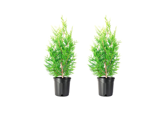 Green Giant Arborvitae | Live Gallon Tree | Thuja Plicata | Evergreen Privacy Screening Plants