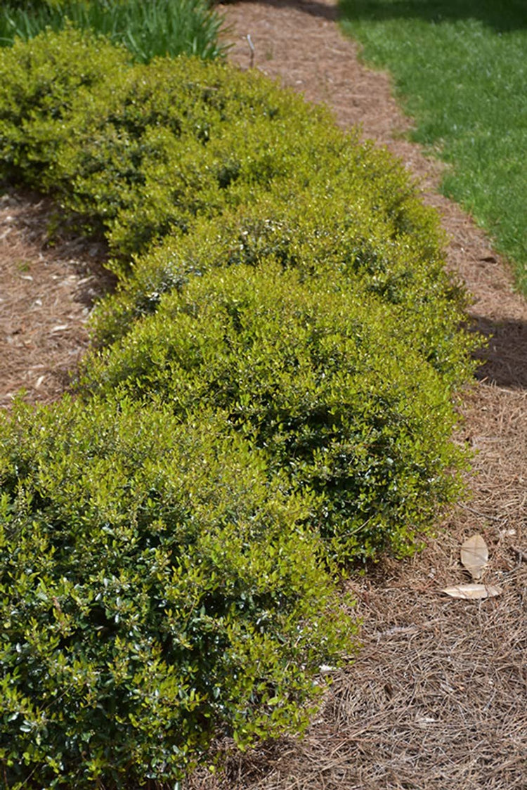 Dwarf Yaupon Holly | Live Gallon Size Plants| Ilex Schilling Stokes Vomitoria | Evergreen Drought Tolerant Low Maintenance Hedge Shrub