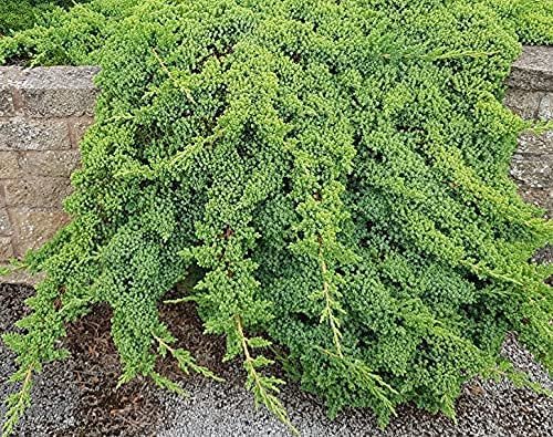 Dwarf Japanese Garden Juniper | Live Inch Pots | Juniperus Procumbens Nana | Drought Tolerant Evergreen Groundcover | Great Plants for Bonsai