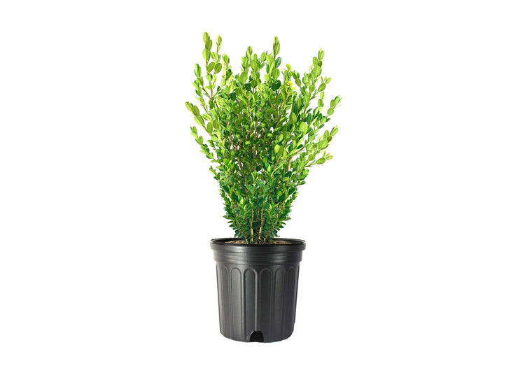 Wintergreen Boxwood | Extra Large Gallon Plants | Dense, Evergreen Shrub, Ideal for Decorative Hedges, Topiary Art & Landscape Borders, Cold Hardy & Drought Tolerant