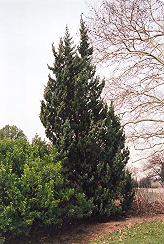 Robusta Green Juniper | Extra Large Gallon Plant | Hardy Evergreen Shrub for Landscapes & Gardens, Ideal for Ground Cover, Topiary, Bonsai, Low Maintenance, Drought Tolerant