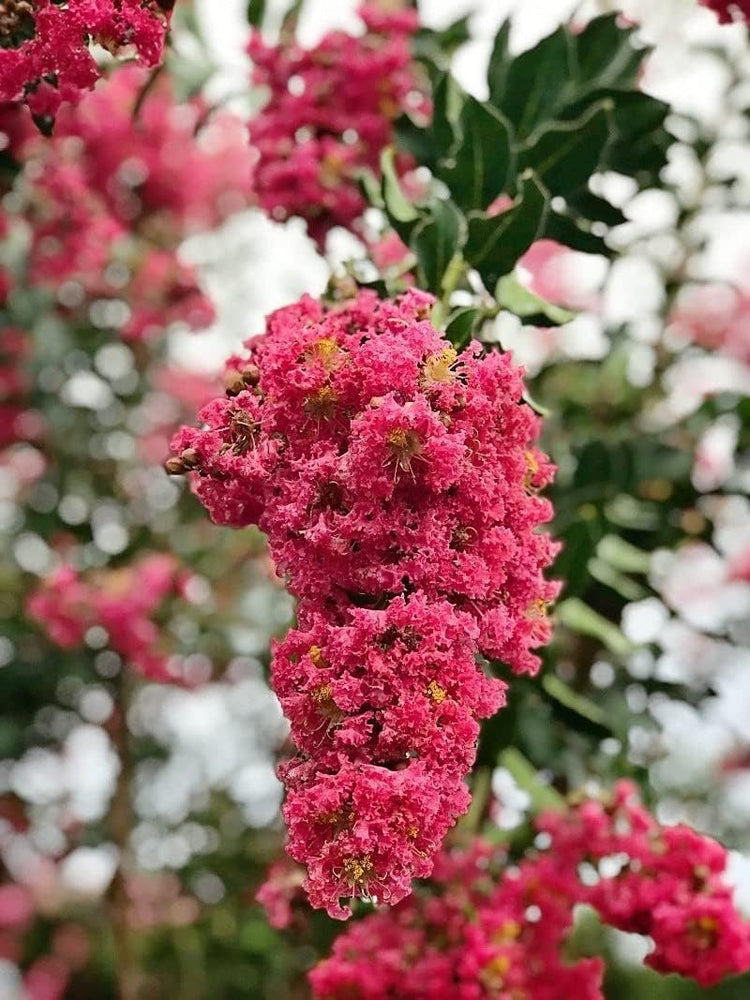 Crape Myrtle Tuscarora | Live Plants | Lagerstroemia Indica | Vibrant Red Flowers | Fast-Growing Ornamental Shrub | Drought-Tolerant | Garden Beauty