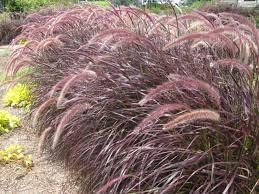 Red Fountain Grass | Extra Large 3 Gallon Plants | Pennisetum setaceum | Vibrant Landscape Feature | Striking Color Contrast