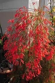 Firecracker Red | Extra Large 3 Gallon Plants | Unspecified Botanical Name | Vibrant Garden Addition | Full Sun Perennial