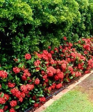 Ixora Maui Red | Extra Large 3 Gallon Plants | Ixora coccinea | Tropical Garden Favorite | Lush Flowering Shrub