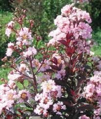 Crape Myrtle Rhapsody in Pink | Extra Large Gallon Plants | Soft Pink Blooms, Live Plant, Elegant Ornamental Shrub for Graceful Garden Displays