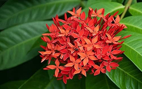 Ixora Taiwanese Red | Extra Large 3 Gallon Plants | Ixora chinensis | Lush Tropical Bloomer | Vibrant Garden Addition