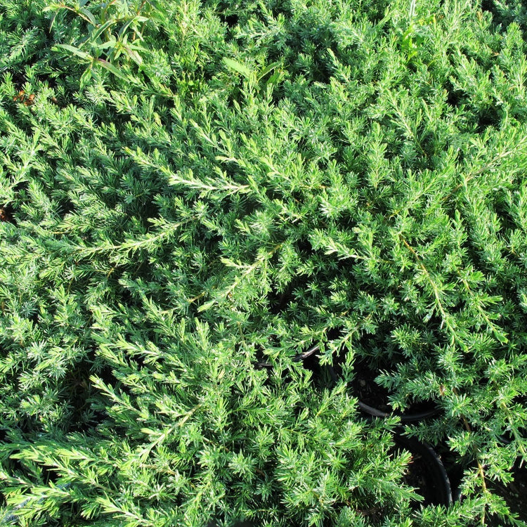 Juniper Blue Pacific | Live Plants | Hardy Drought Tolerant Evergreen Ground Cover