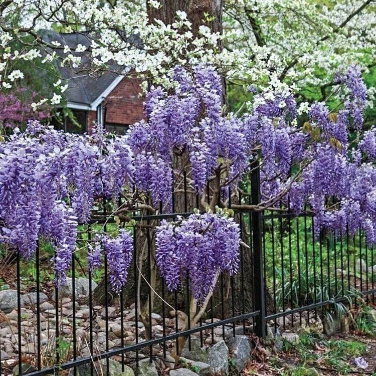 Amethyst Falls Wisteria Frutescens Vine | Live Plants | Beautiful Drought Tolerant Fragrant Purple Flowering Vine