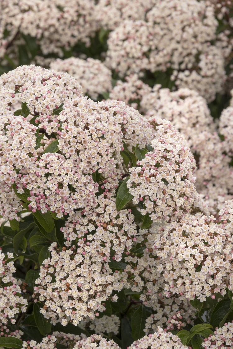 Spring Bouquet Viburnum - Live Plants - Tinus Laurustinus - Blooming Evergreen Shrub