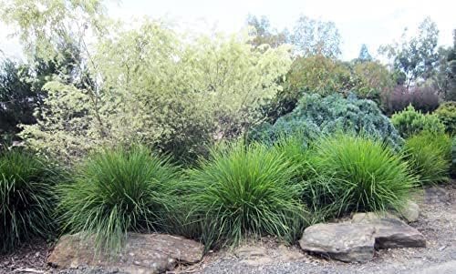 Lomandra Longifolia | Live Plants | Drought-Tolerant Ornamental Grass | Easy-Care Landscape Addition | Garden and Patio Decor