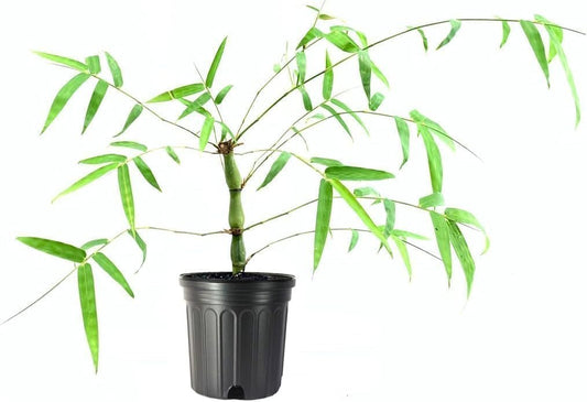 Striped Dwarf Buddha Belly Bamboo | Live Plants | Bambusa Vulgaris Wamin Striata | Rare Non-Invasive Clumping Bamboo