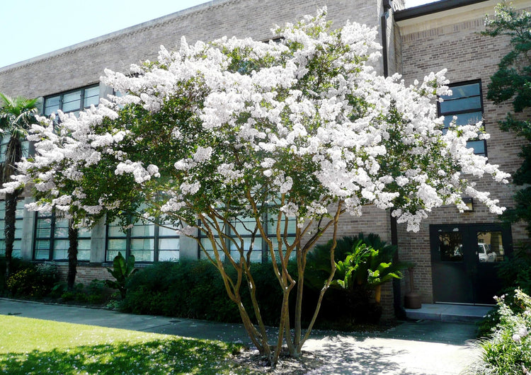 Crape Myrtle Natchez Plant | Large Gallon Size Pots | Lagerstroemia Indica | Ornamental Garden Flowering Tree | White Blooms