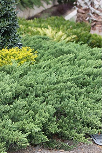 Parsoni Juniper | Extra Large Gallon Plants | Healthy Drought-Resistant Evergreen Shrub - Ideal for Bonsai, Ground Cover, and Outdoor Landscaping – Easy-Growth Variety