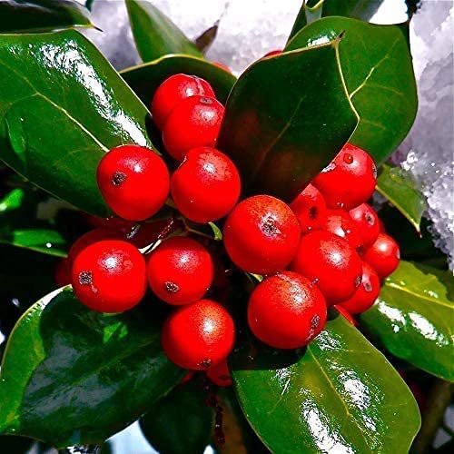 Dwarf Burford Holly - Live Plants - Ilex Burfordi Evergreen Hedge Red Berries Tree Shrub