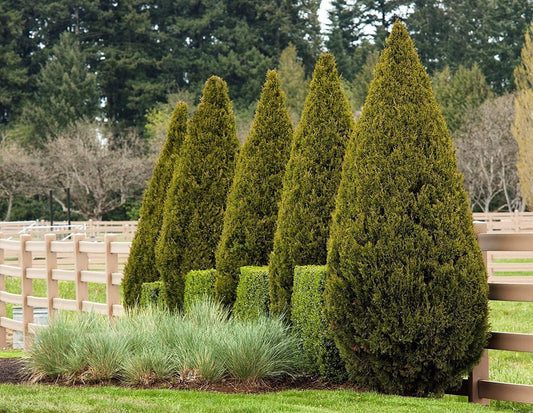 Spartan Juniper | Large Gallon Size Trees | Juniperus Chinensis | Live Evergreen Privacy Screening Plant