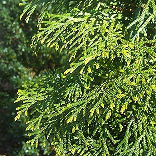 Green Giant Arborvitae | Live Gallon Tree | Thuja Plicata | Evergreen Privacy Screening Plants