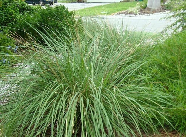 Dwarf Fakahatchee Grass I Large Gallon Size Plant I Tripsacum Floridanum I Live Premium Quality, Low-Maintenance Ornamental Grass for Landscaping, Gardens, and Containers - Fast-Growing