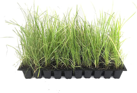 Sand Cord Grass | Live Plants | Spartina Bakeri | Drought Tolerant Low Maintenance Marsh Grass