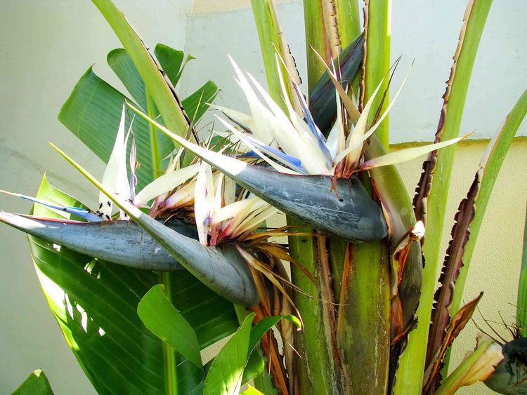 White Bird of Paradise | Live Plants | Strelitzia Nicolai | Beautiful Rare Foliage Specimen