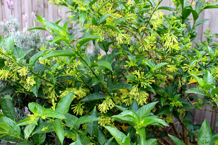 Night Blooming Jasmine - Live Plants - Jessamine Cestrum Nocturnum - Fragrant Blooming Vine