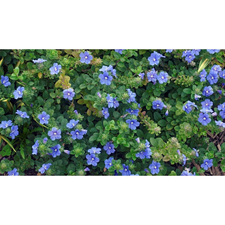 Beach Bum Blue I Large Gallon Size Plants I Evolvulus Glomeratus I Live Low-Maintenance, Drought-Resistant, Ideal for Coastal Gardens