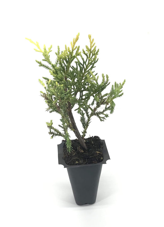 Saybrook Gold Juniper - Live Plants - Juniperus Chinensis - Hardy Evergreen Ground Cover