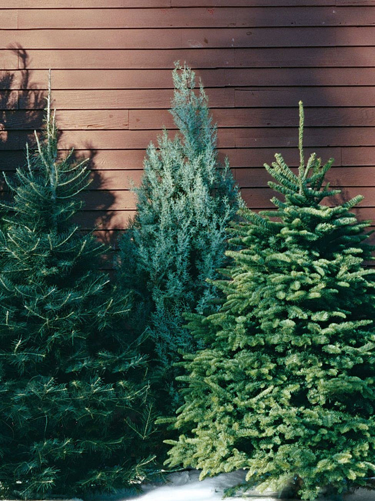 Carolina Sapphire Cypress Tree | Large Gallon Size Plants | Beautiful Evergreen Low Maintenance Cold Hardy Privacy Screen