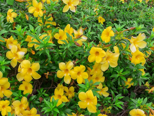 Allamanda Bush | Extra Large 3 Gallon Plants | Allamanda Cathartica | Vibrant Yellow Flowers | Tropical Landscape Accent