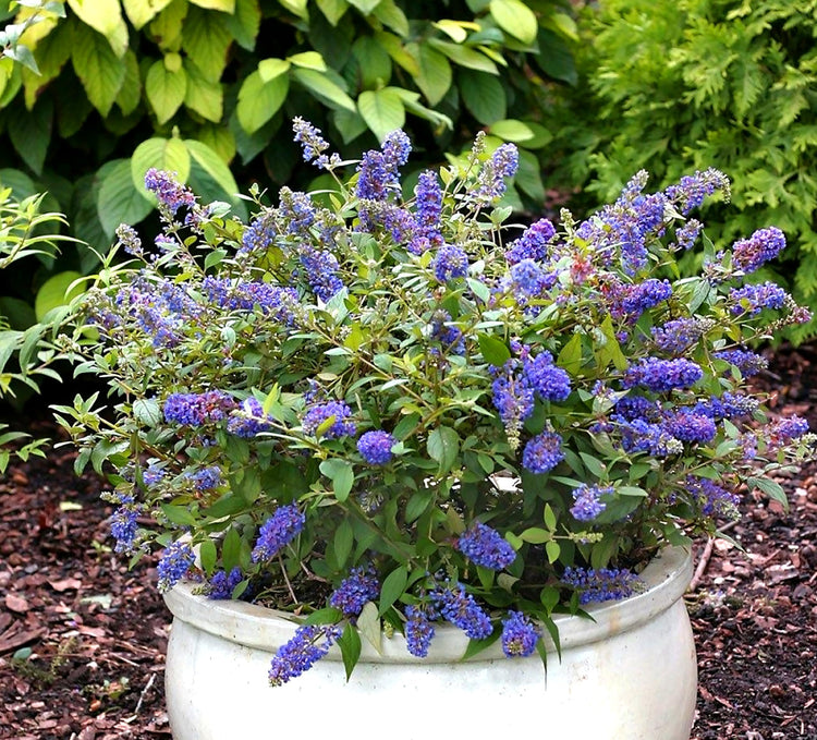 Buddleia Nanho Blue | Extra Large Gallon Plants | Fragrant & Compact Butterfly Bush, Ideal for Vibrant Landscapes, Attractive Borders & Butterfly Gardens, Drought Tolerant