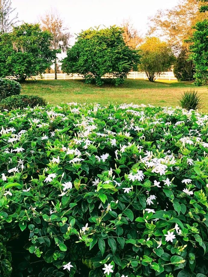 Downy Jasmine | Live Plants | Jasminum Multiflorum | Beautiful Blooming Vine-Like Shrub