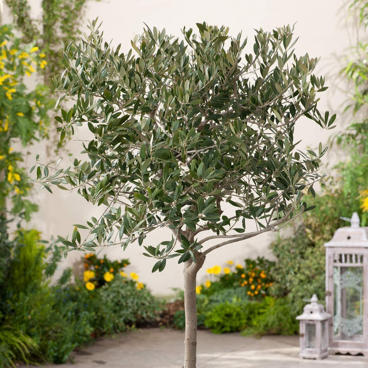 Arbequina Olive Tree | Live Inch Pots | Grow Your Own Olives Indoors