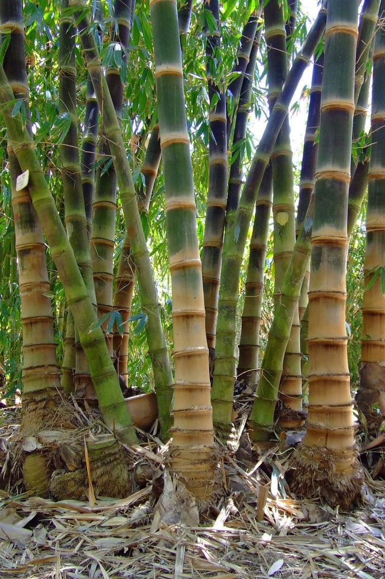 Dendrocalamus Asper Hitam Black Bamboo | Live Plants | Exotic Tropical Decor | Fast Growing Privacy Screen | Unique & Hardy (1 Plant)