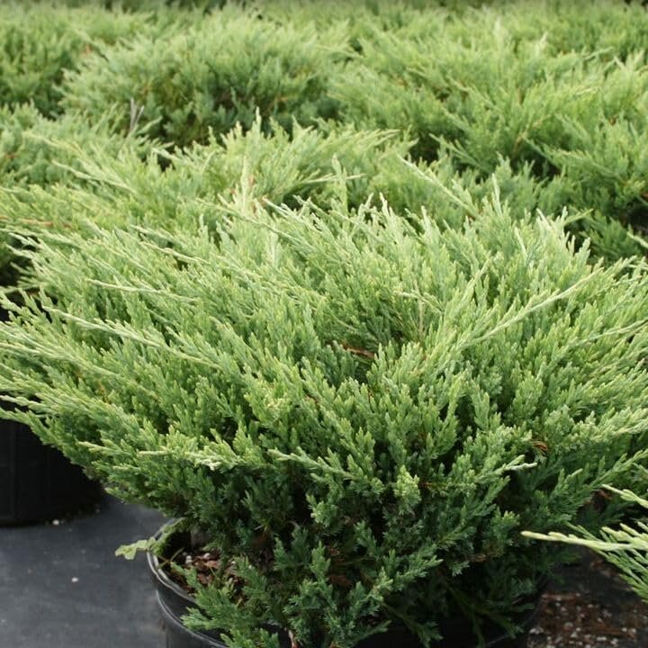 Seaspray Juniper | Extra Large Gallon Plant | Elegant & Hardy Evergreen Shrub, Ideal for Ground Cover, Landscaping, Topiaries & Bonsai, Vibrant, Low-Maintenance & Drought-Resistant