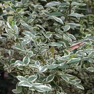 Ligustrum Sinense Variegated | Extra Large 3 Gallon Plants | Ligustrum sinense 'Variegata' | Stunning Foliage for Landscaping | Decorative Outdoor Shrub | Enhance Your Garden Aesthetics