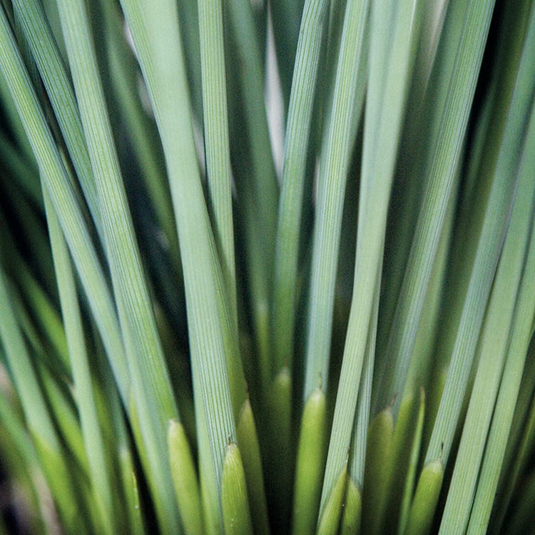 Blue Arrows Rush Grass | Live Gallon Size Plants | Juncus Inflexus | Drought Tolerant Low Maintenance Ornamental