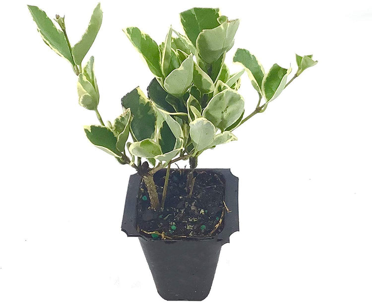 Ligustrum Japonicum Jack Frost Privet - Live Plants - Variegated Evergreen Hedge