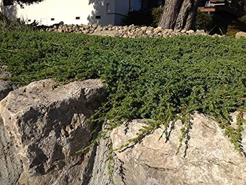 Blue Pacific Shore Juniper | Live Gallon Size Plants | Juniperus Conferta | Evergreen Cold Hardy Drought Tolerant Groundcover