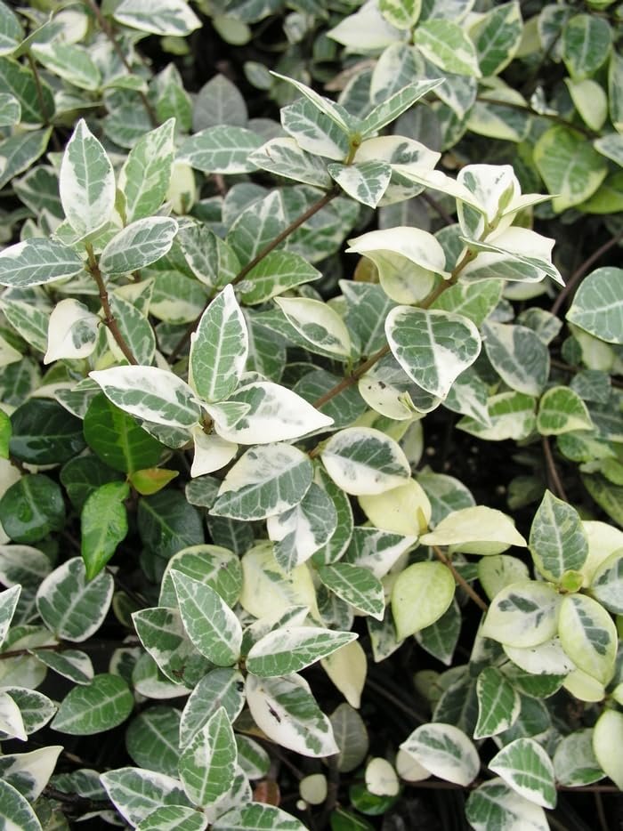 Variegated Jasmine Minima I Large Gallon Size Plants I Trachelospermum Asiaticum | Live Unique Two-Tone Foliage for Eye-Catching Landscapes, Low-Growing Ground Cover