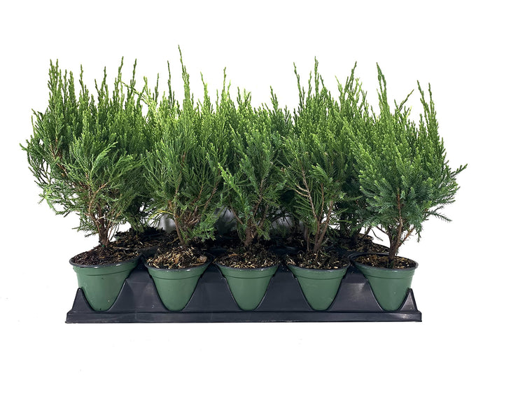 Sea Green Juniper - Live Inch Pots - Juniperus Chinensis - Drought Tolerant Cold Hardy Evergreen Border Screening Plant