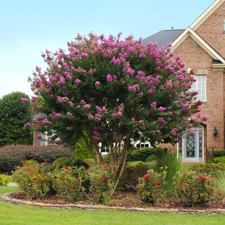 Crape Myrtle Twilight | Live Plants | Deep Purple Blooms, Premium Live Plant, Ornamental Garden Centerpiece for Stunning Seasonal Displays