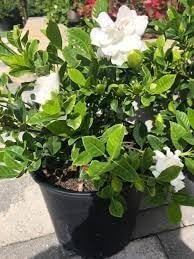 Gardenia Veitchii | Extra Large Gallon Plant | Gardenia jasminoides 'Veitchii' | Fragrant Blooms | Lush Foliage