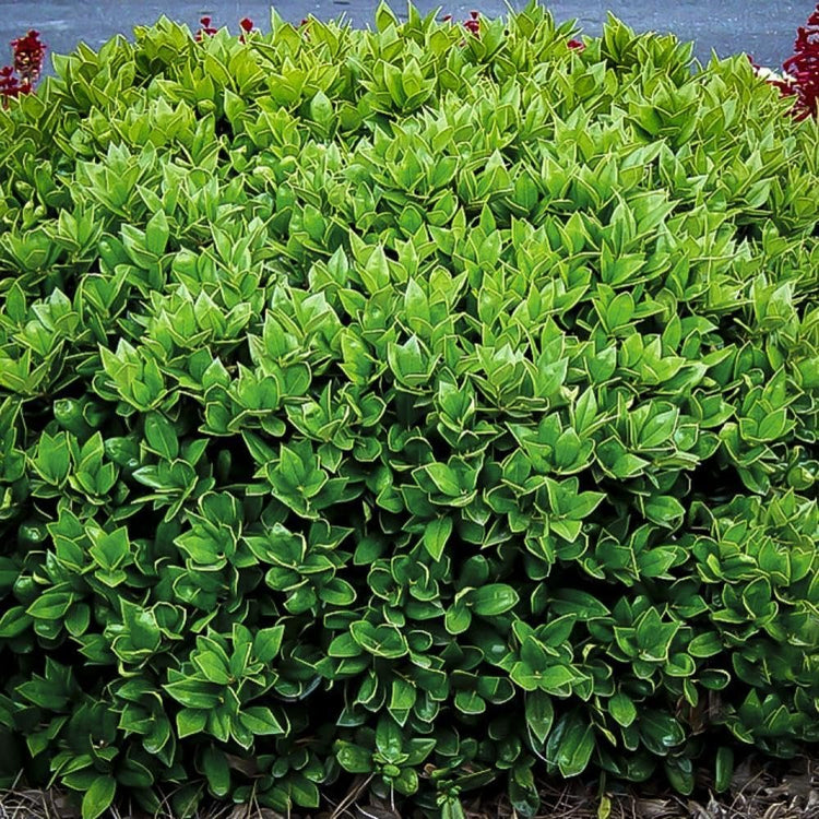 Carissa Holly I 3 Large Gallon Size Plants I Ilex Cornuta I Live Dense Evergreen Shrub for Hedging, Borders, and Ornamental Landscaping, Glossy Leaves and Red Berries