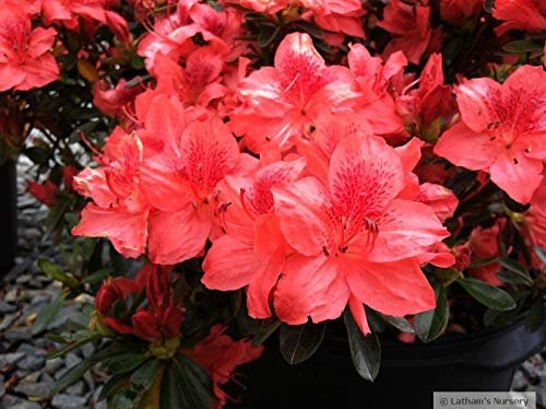 Azalea Fashion - Live Plants - Salmon Colored Flowering Rhododendron