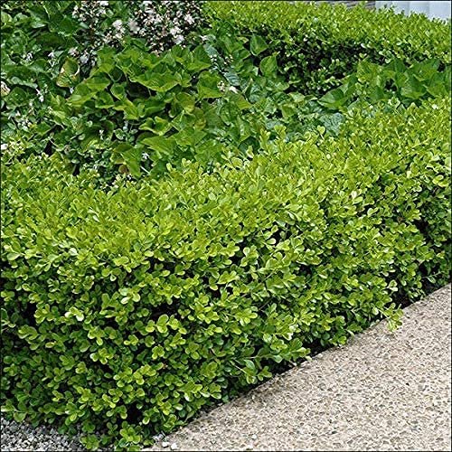 Japanese Boxwood | Live Inch Pots | Buxus Microphylla | Formal Evergreen Low Maintenance Hedge