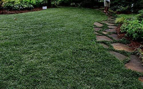 Dwarf Mondo Grass | 54 Count Flat of Large 4 Inch Pots | Ophiopogon Japonicus Nanus | Live Evergreen Shade Loving Groundcover