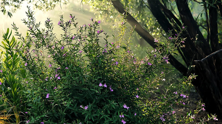 Mexican Heather | Live Plants | Cuphea Hyssopifolia | Flowering Ground Cover | Heat-Tolerant Garden Plants