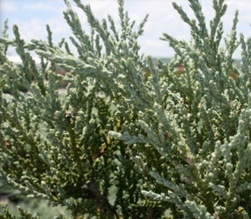 Juniper Angelica Blue - Live Plants - Juniperus Chinensis - Drought Tolerant Cold Hardy Evergreen