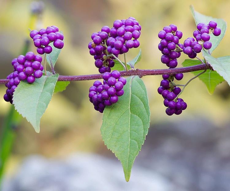 American Beautyberry | Live Plants | Callicarpa Americana | Drought-Tolerant, Vibrant Purple Berries, Attracts Birds & Butterflies | Easy to Grow