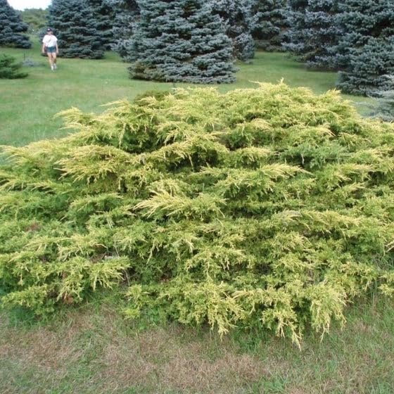 Premium Gold Star Juniper Shrub | Gallon Live Plants | Perfect for Landscaping, Low Maintenance Evergreen Plant, Ideal for Garden Decoration, Hardy Outdoor Plant